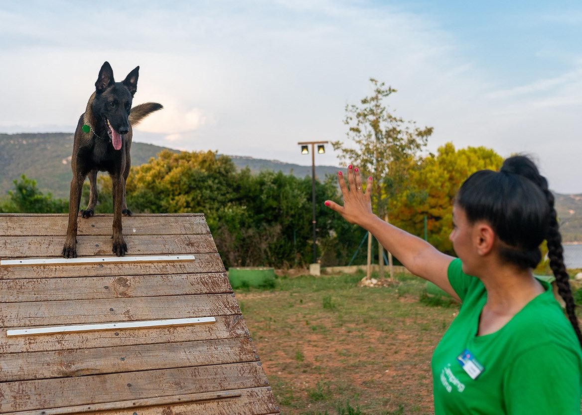 What dog trainer has to say | Camping Cres & Lošinj